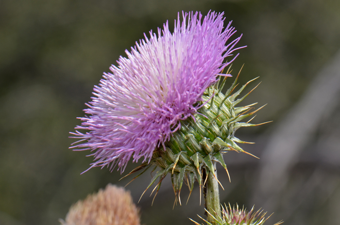 New Mexico Thistle blooms from March to September; successful blooms following winter and spring rains and again after heavy summer monsoon rainfall. Cirsium neomexicanum 